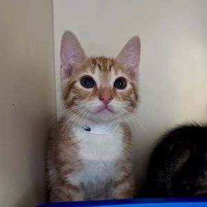 Primary Color Orangewhite Weight 3lbs Age 0yrs 0mths 9wks Animal has been Ne