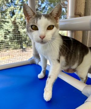 Primary Color Grey Tabby Secondary Color White Weight 888lbs Age 2yrs 1mths