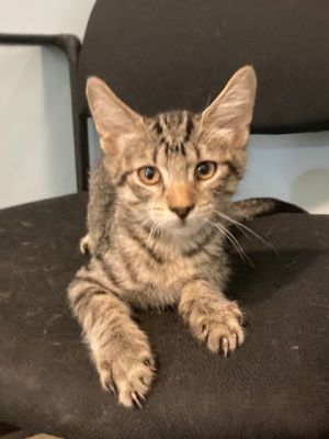 Hello there Im Asteroid a tiny bundle of joy who loves to purr and play My days in the shelter