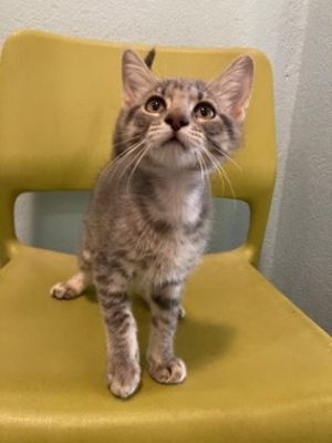 Hello Im Astra a playful kitten with a heart full of love My days are filled with chasing my own