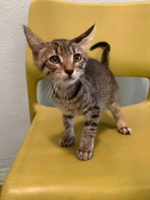 Hello there Im Rocket Im just a kitten but Ive got a big heart I love to play and Im