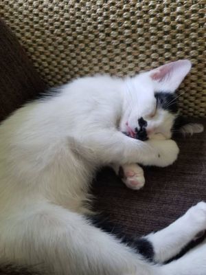 Miss Domino, Young Female unknown