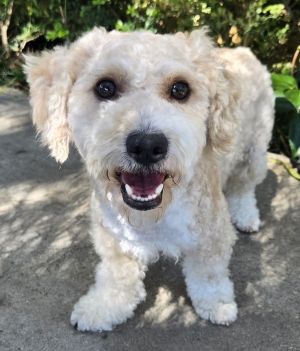 Rudy Poodle Dog