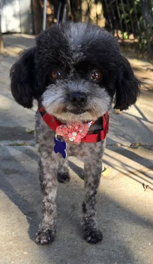 Dotie Poodle Dog