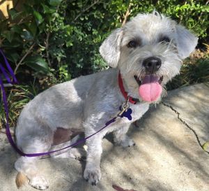 Sky is an adorable PoodleTerrier mix whos only 2 years old and 18 pounds Unfortunately she was su
