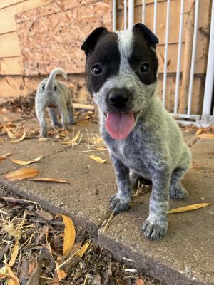 Dust Australian Cattle Dog / Blue Heeler Dog