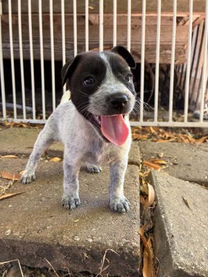 Puff Australian Cattle Dog / Blue Heeler Dog