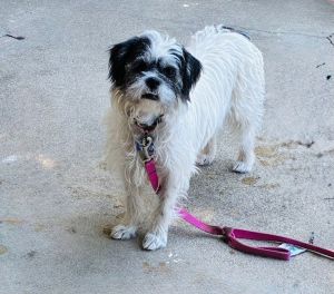 All of our dogs are spayedneutered shots current DHPP Bordetella and Rabies where applicable d