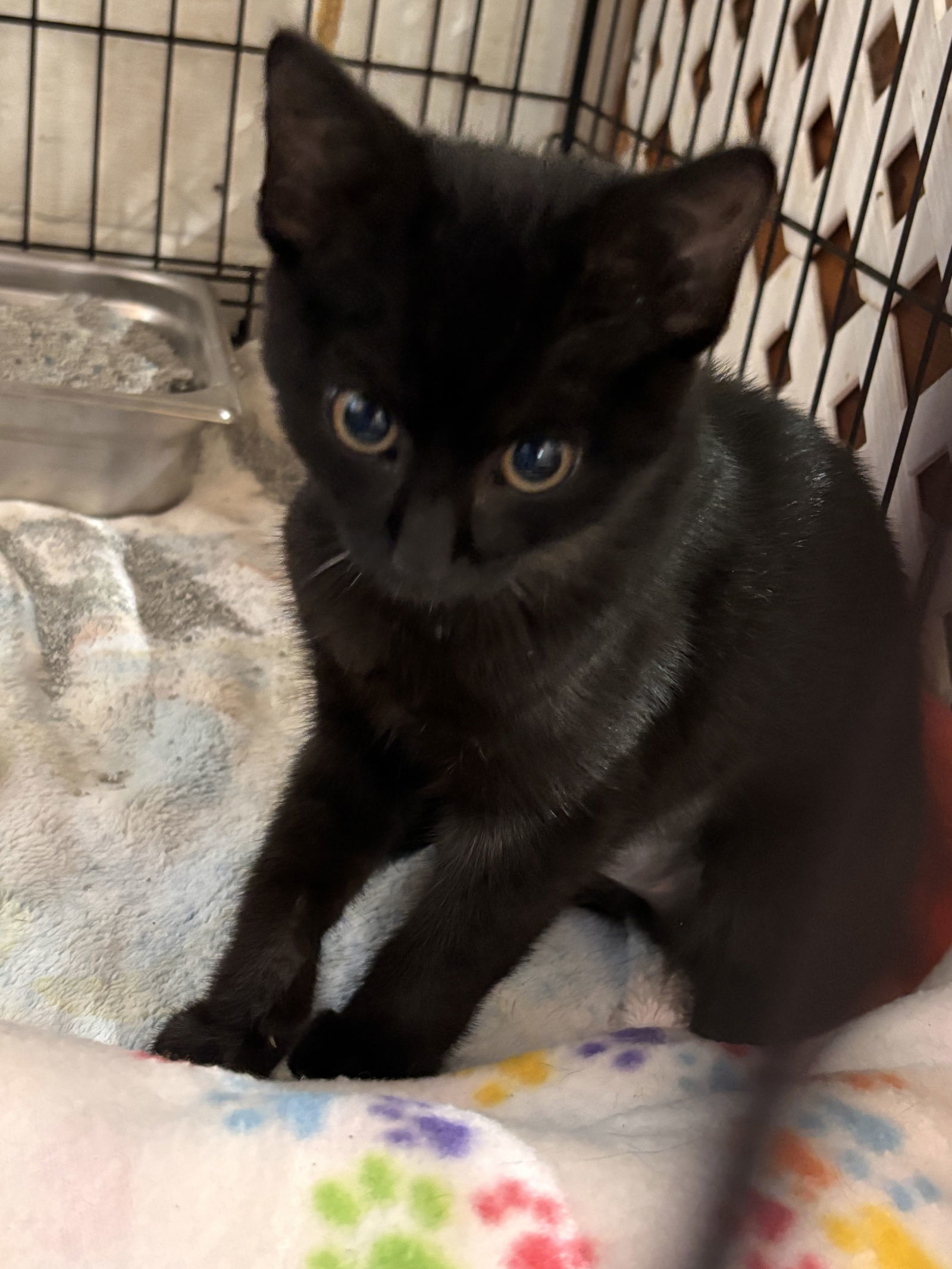 Green Eyes Nightingale: Not at shelter (Barbe)