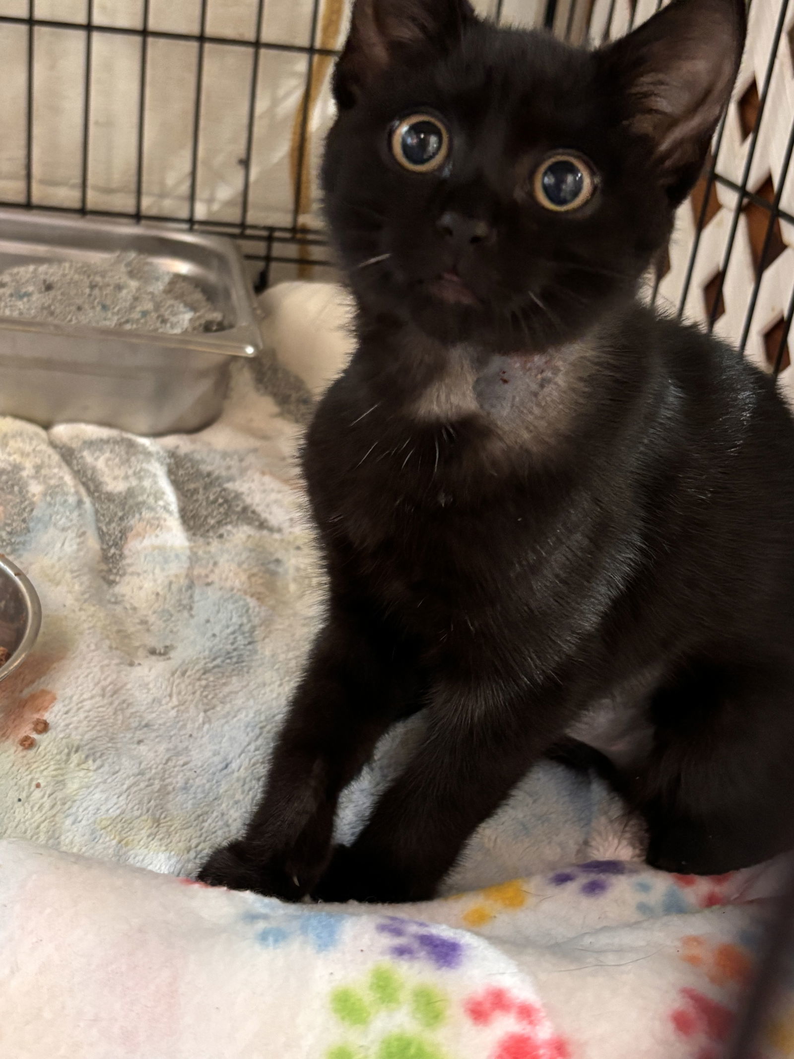 Green Eyes Nightingale: Not at shelter (Barbe)