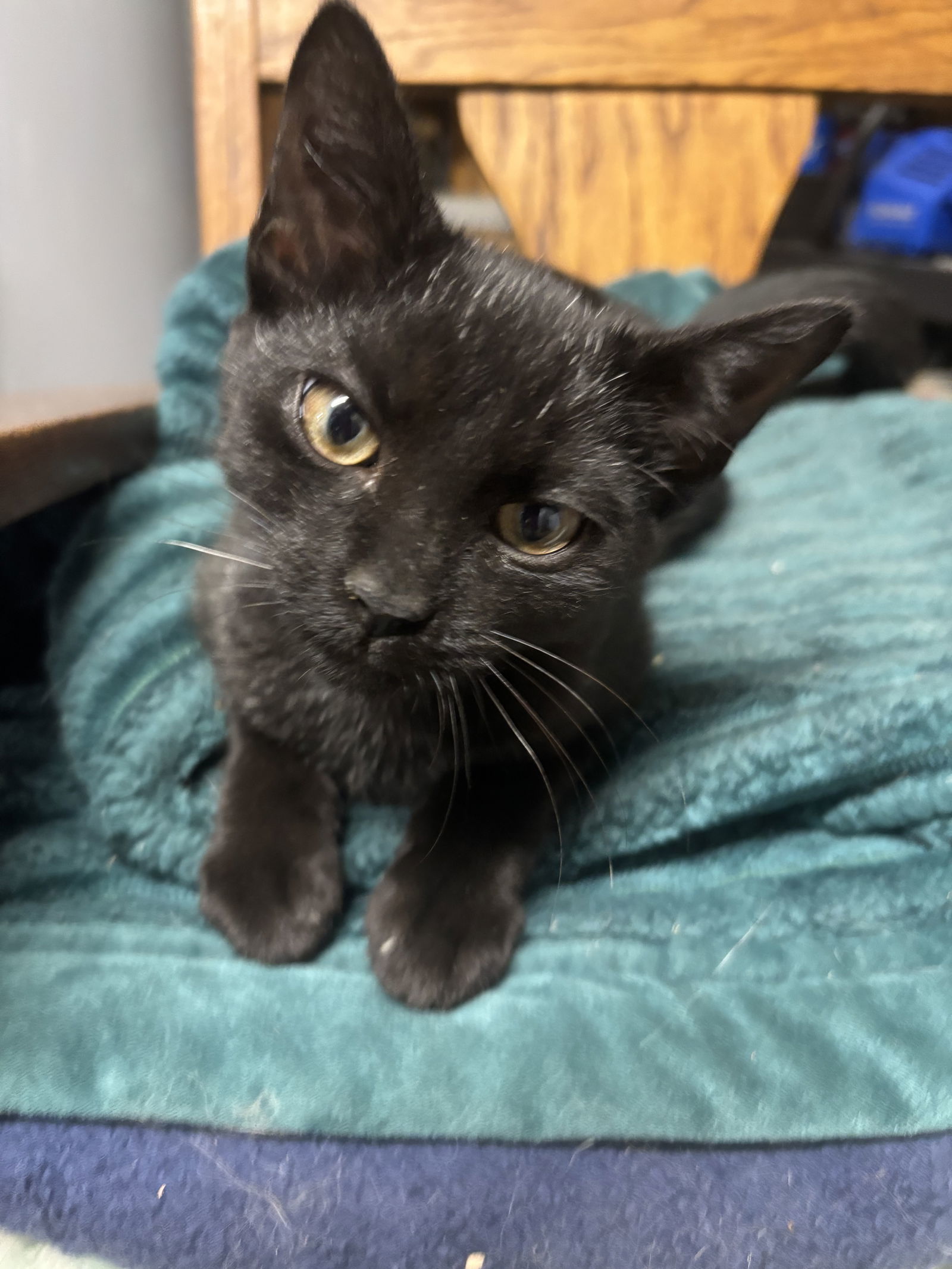 Green Eyes: Not at the shelter (Barbe)