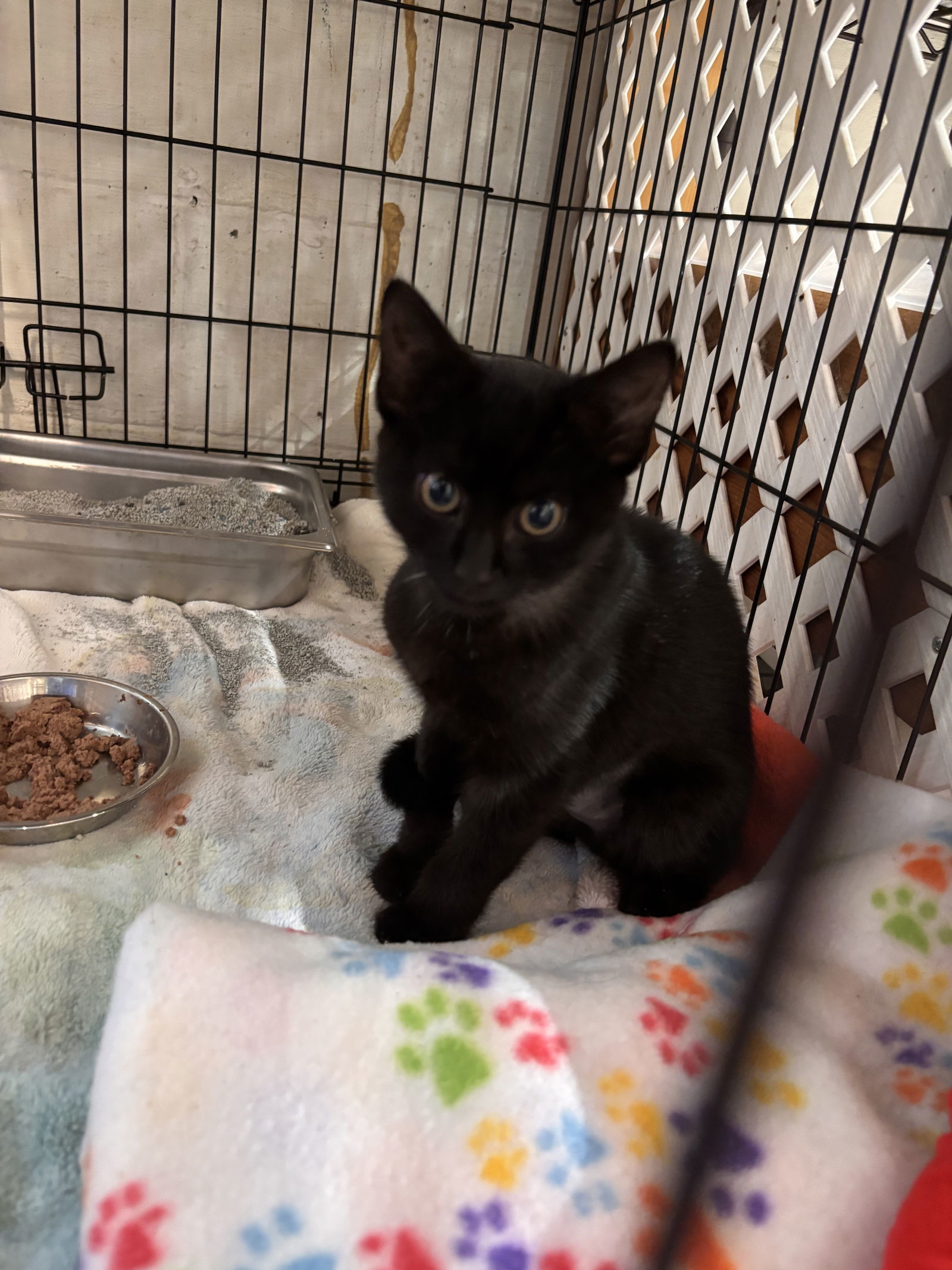 Green Eyes Nightingale: Not at shelter (Barbe)