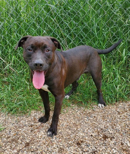Jerome (6757), an adoptable Pit Bull Terrier, Labrador Retriever in Lake City, MI, 49651 | Photo Image 1