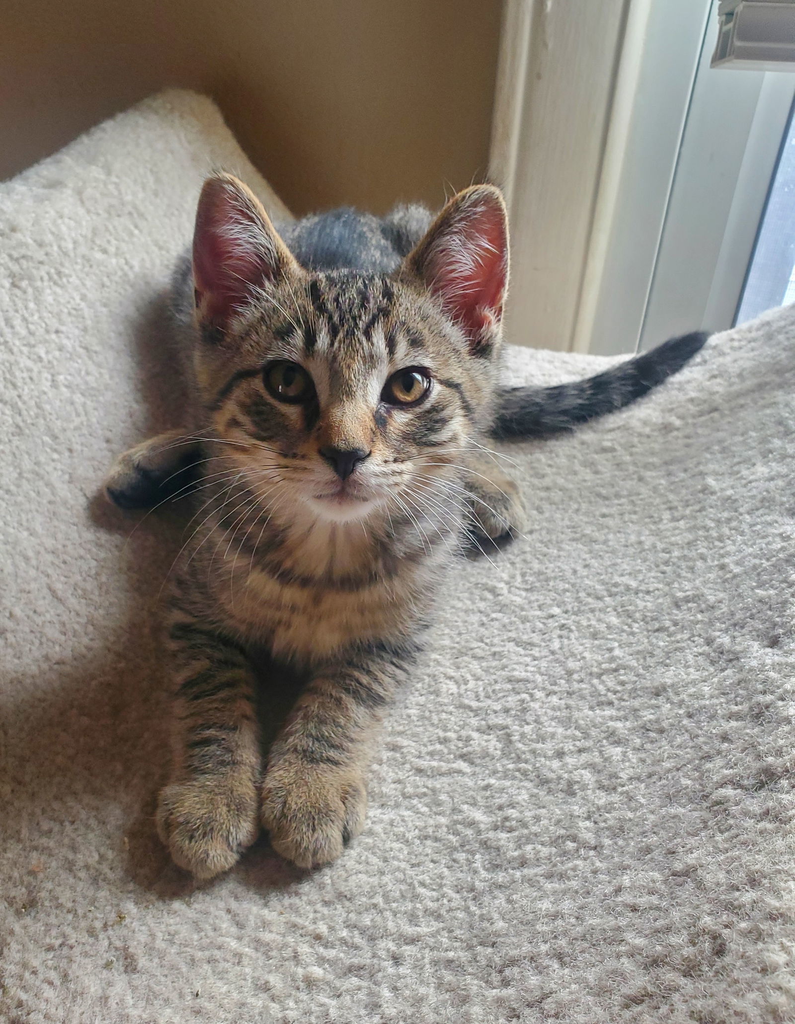 Yf Litter Taco