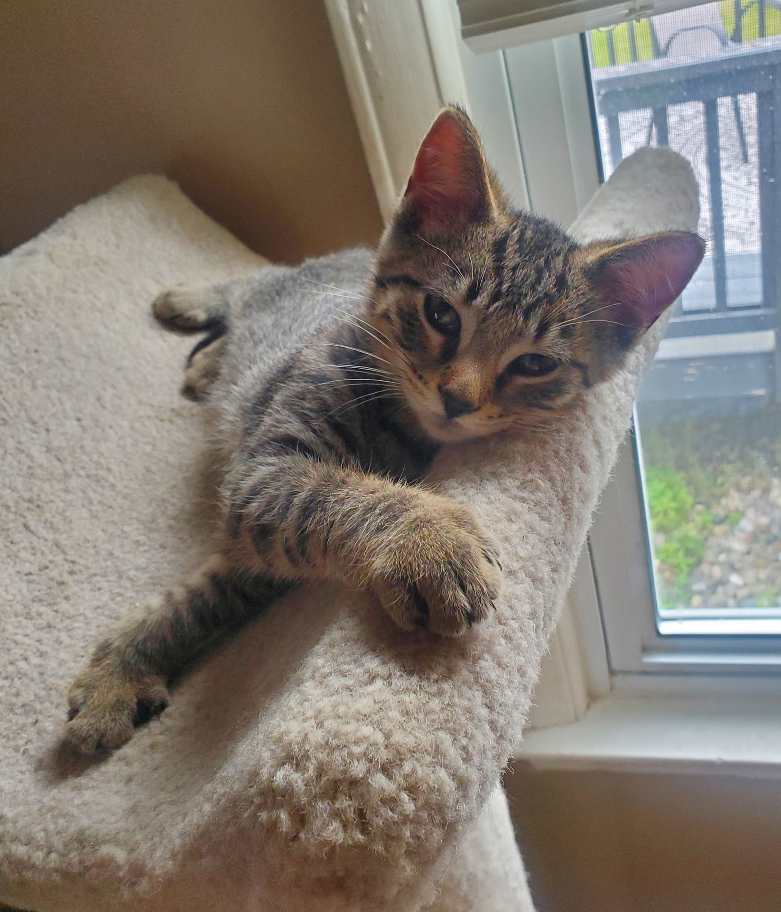 Yf Litter Taco