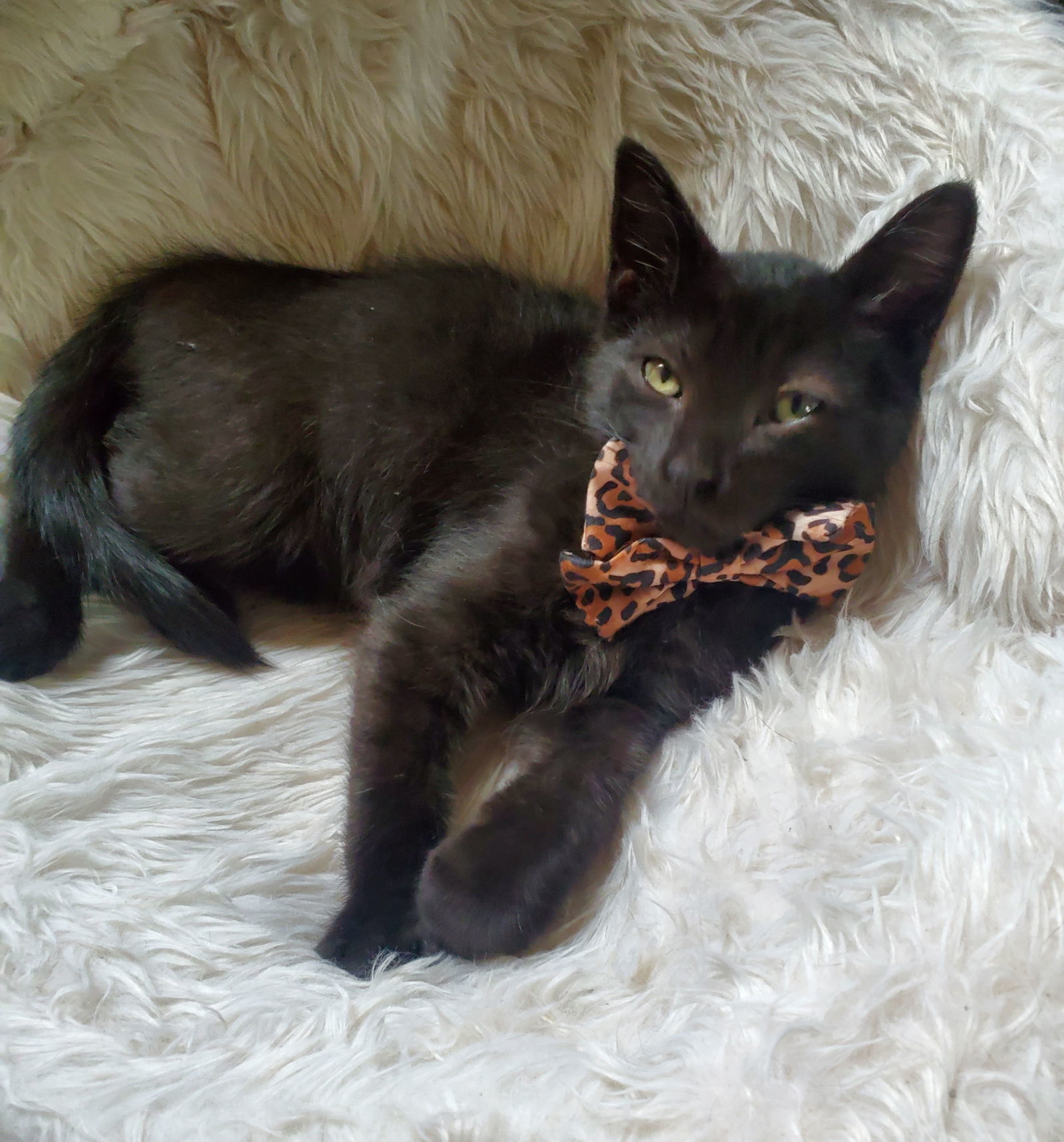 Yf Litter Tesla