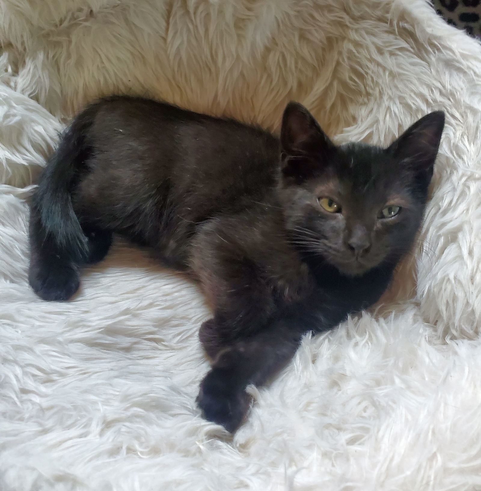 Yf Litter Tesla