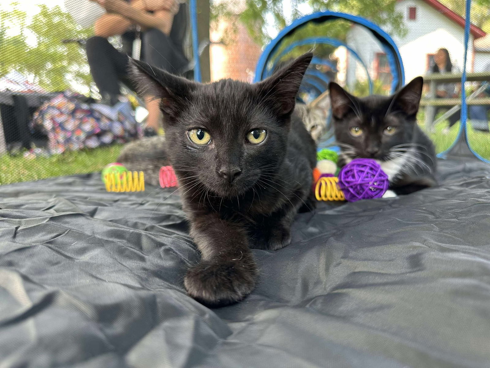 Yf Litter Tesla