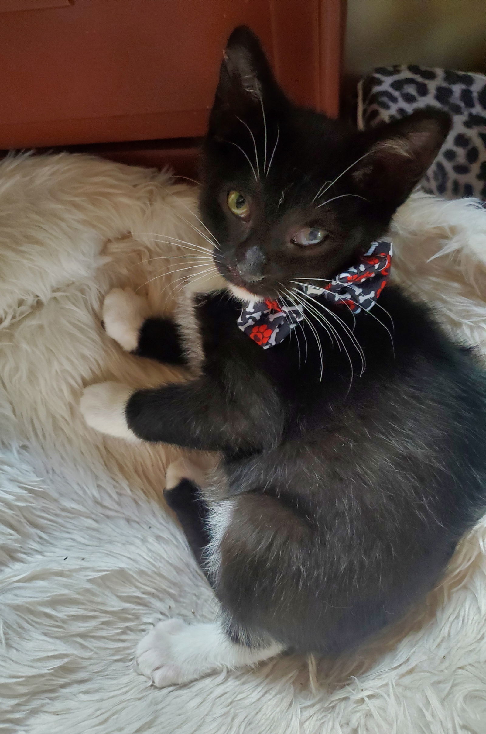 Yf Litter Tango