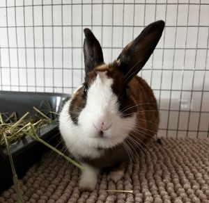 Katie, Adult Female unknown