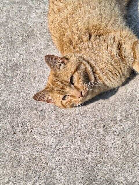 Oliver