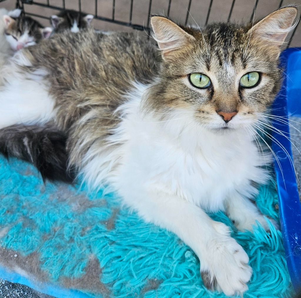Athena, an adoptable Domestic Long Hair in Cloquet, MN, 55720 | Photo Image 1