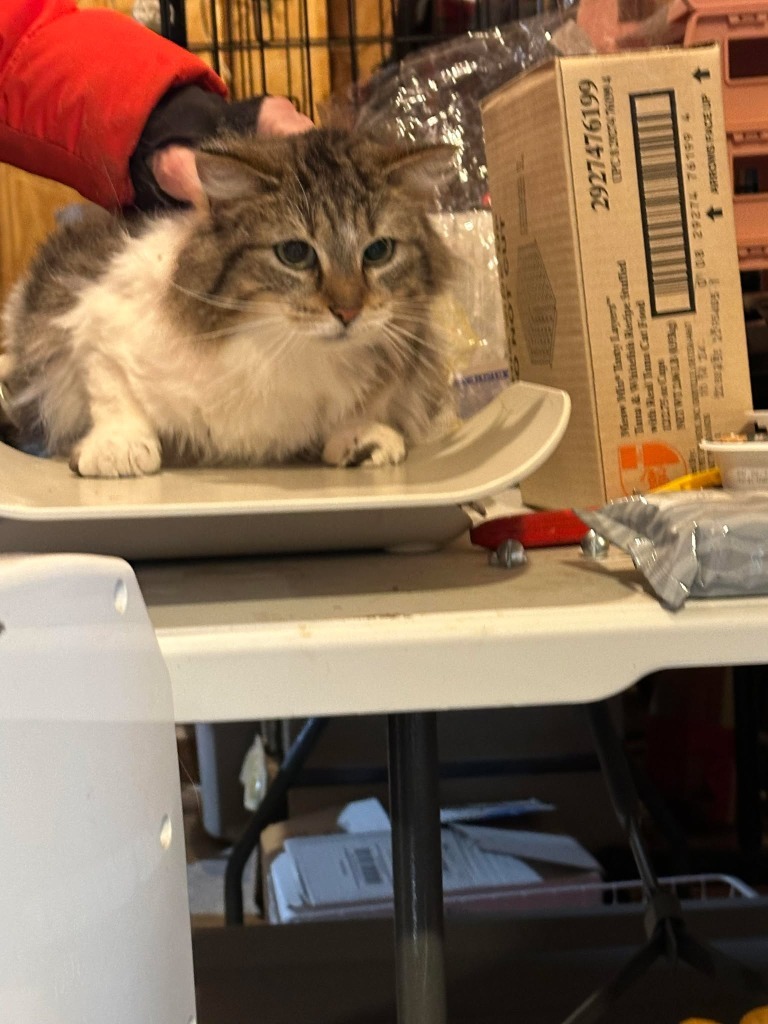 Athena, an adoptable Domestic Long Hair in Cloquet, MN, 55720 | Photo Image 2