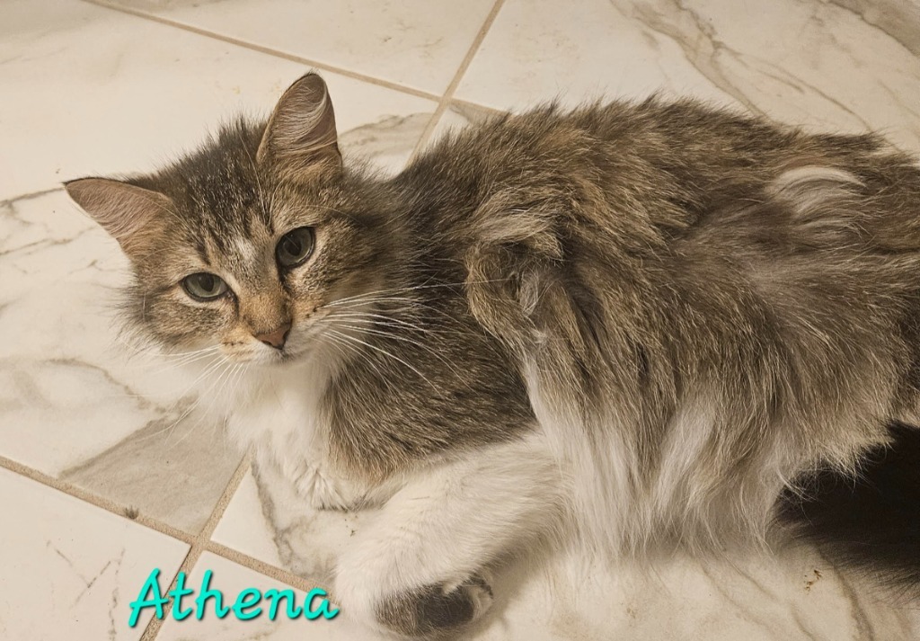 Athena