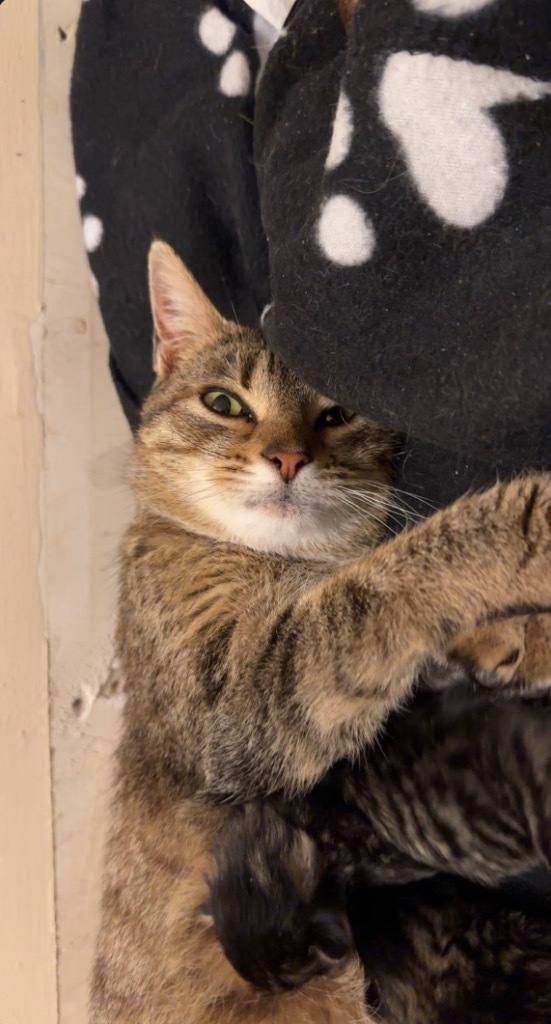 Lucille, an adoptable Domestic Short Hair in Cloquet, MN, 55720 | Photo Image 1
