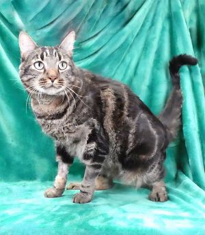 TOBY Tabby Cat