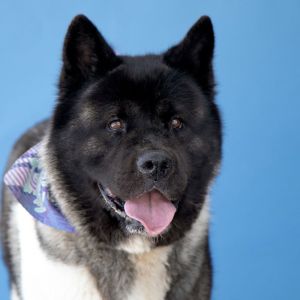 FRIDA Akita Dog