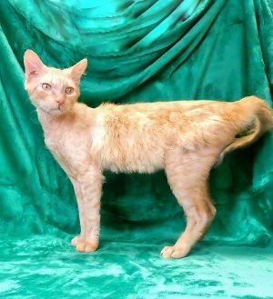 TOM Domestic Short Hair Cat