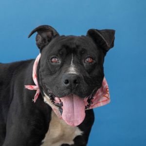 MARRELLA Pit Bull Terrier Dog