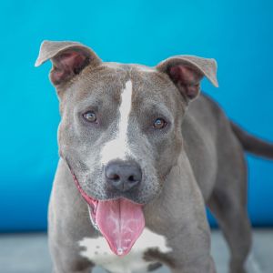 A5700916 Lake This very social happy playful pup has tons of pawsitive energy
