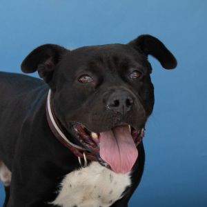 A5706178 Otto is a 2 year old baby completely driven by a desire to go go go 