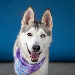 UHA5707532 A5707532 Meet Mazapan a 2-year-old Siberian Husky who looks like a