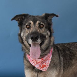 UHA5707524 A5707524 Saoirse For this scruffy sweetheart life is all about lov