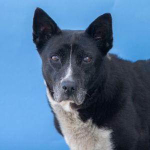 A4638862 Meet Oreo  a 12-year-old Labrador Retriever  Queensland Heeler mix wi