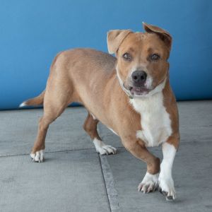 UHA5703367 A5703367 Meet Melo - a 1-year-old Basset HoundPitbull mix with the