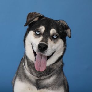 A5594894 Meet Juneau  a stunning 4-year-old Siberian Husky maybe with a splas