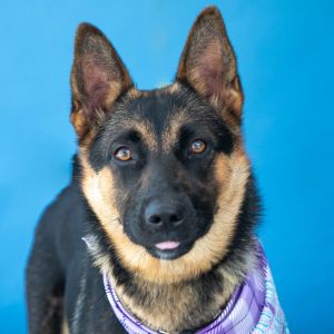 UHA5703609 A5703609 Meet Faith  a stunning 1-year-old German Shepherd girl wit