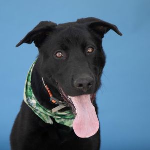 A5703764 Meet Bolt Your Future Adventure Buddy At just 9 months old Bolt is a