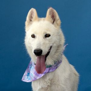 A5707437 KC is an absolutely stunning all white spayed female German Shepherd wi