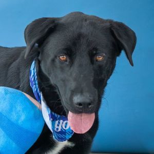 UHA5707103 A5707103 Say hello to Sgt Pepper  a 3-year-old Lab mix with a slee