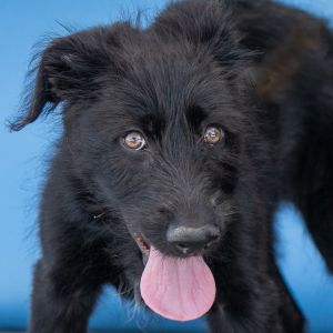 A5705485 Say hello to Stacey  a 4-month-old TerrierGerman Shepherd mix and the most enchanting lit