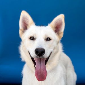 A5707438 Daisy Ready for a puppy at home Daisy is your girl This adorable lit