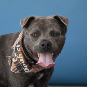 UHA5705835 A5705835 Meet Louie a 7-month-old Pitbull pup with a stunning smoky