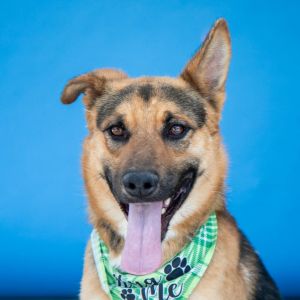 A5703827 Meet Ted A Tender Heart Looking for His Safe Place Ted is a 1-year-old German Shepherd mi