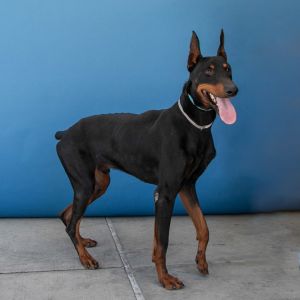 A5707331 This is Hunter A Gentle Giant with a Heart of Gold Hunter is a stunning
