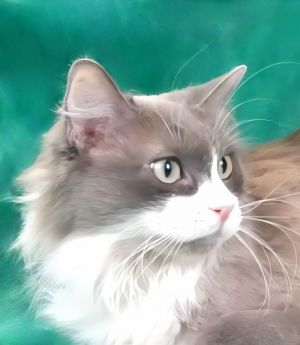 A5706312 Kitty is a gorgeous feline who arrived at the Care Center as an owner surrender on June 12